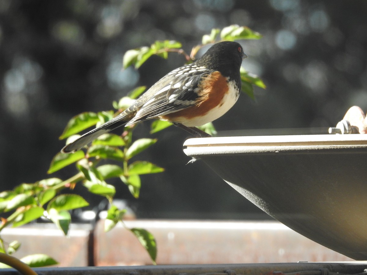 Spotted Towhee - ML643896650