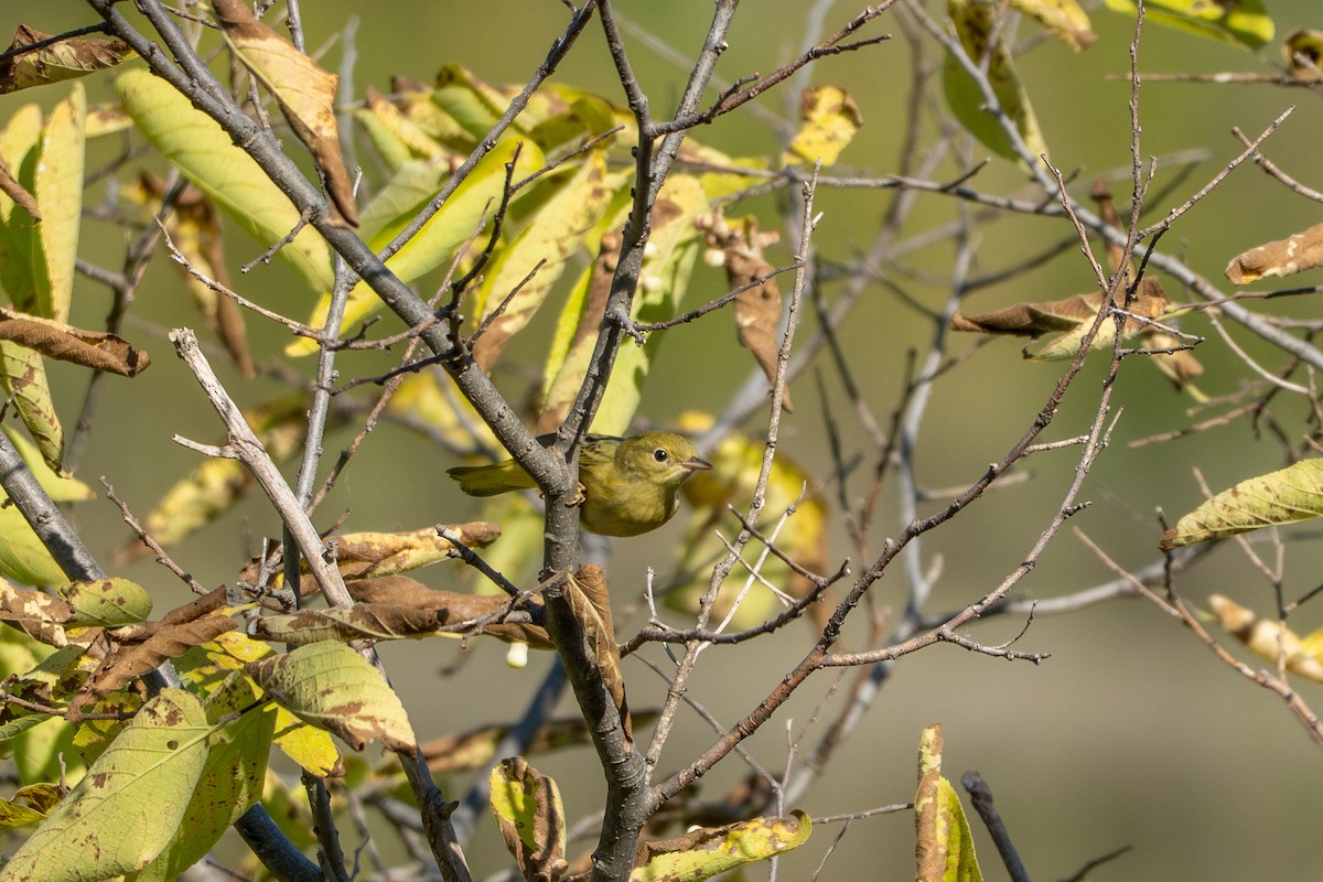 Yellow Warbler (Northern) - ML643896654