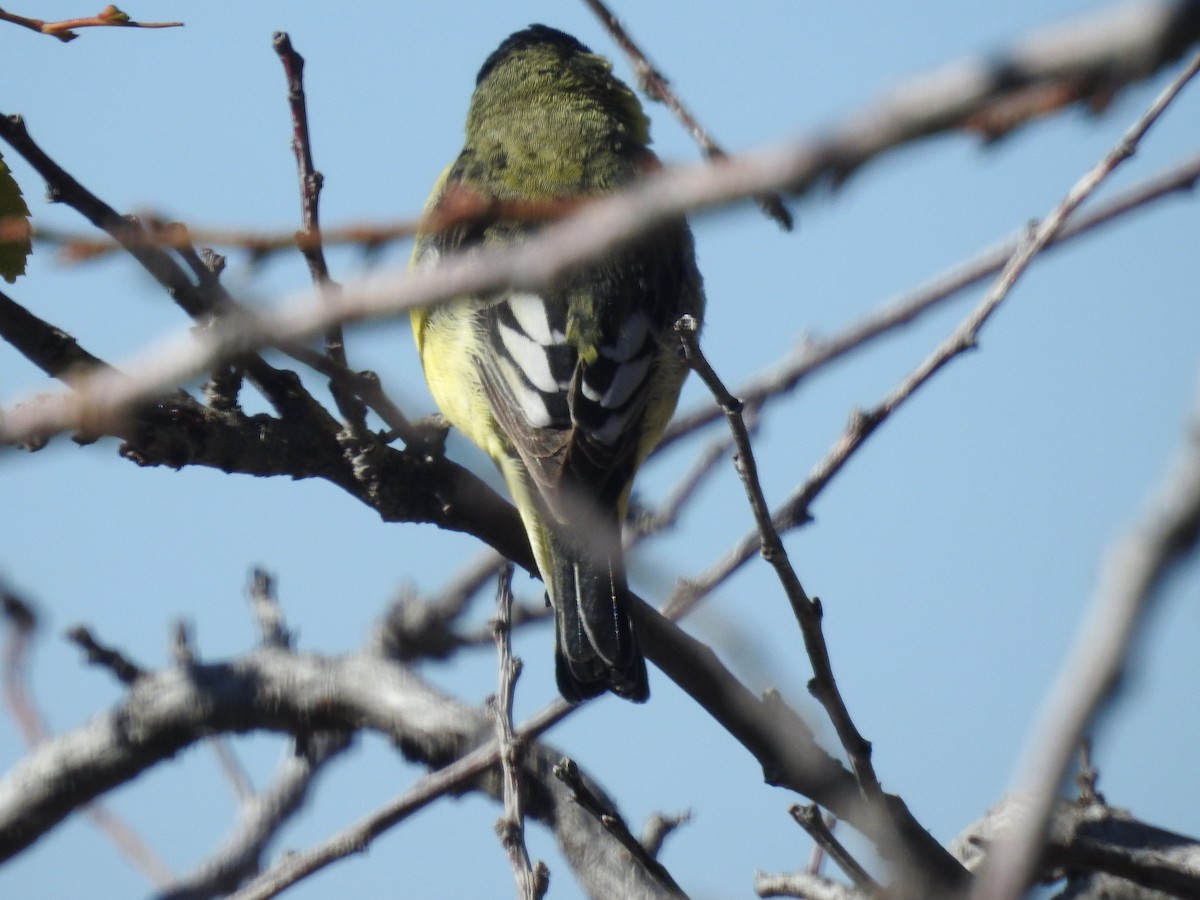 Lesser Goldfinch - ML643896679