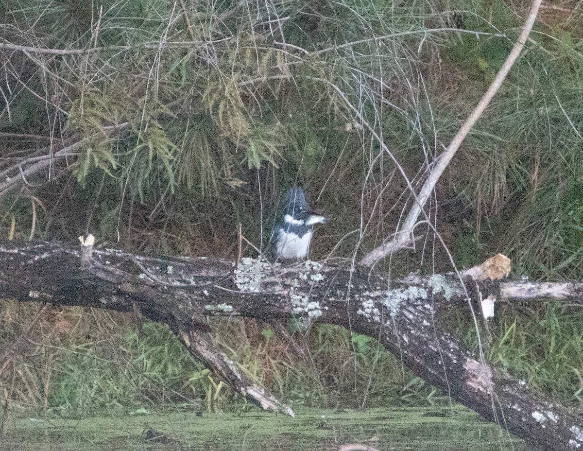 Belted Kingfisher - ML643896687