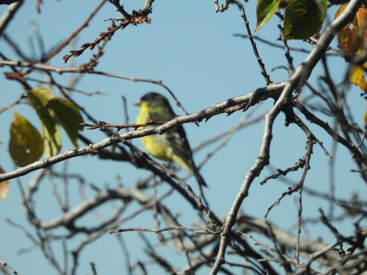Lesser Goldfinch - ML643896689