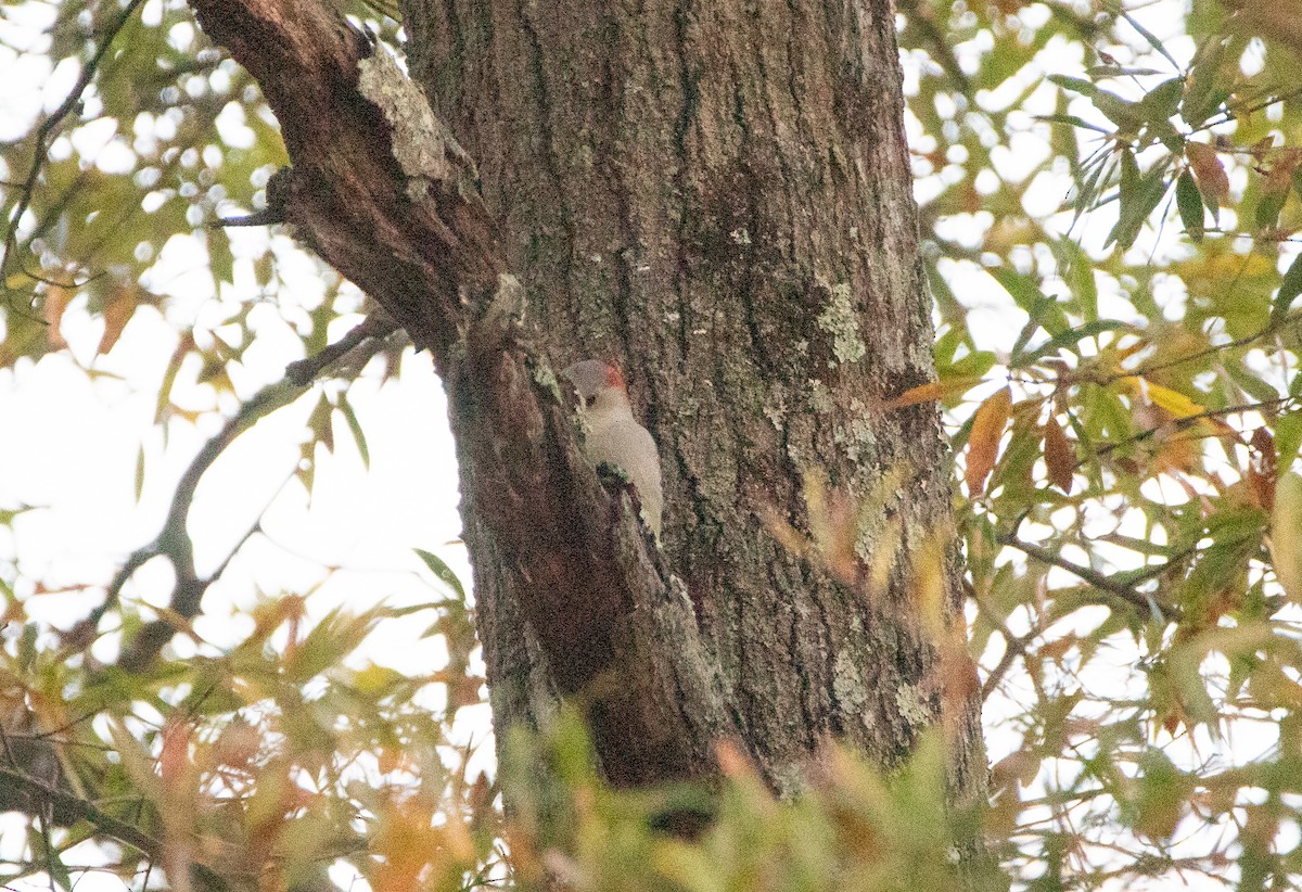 Red-bellied Woodpecker - ML643896692