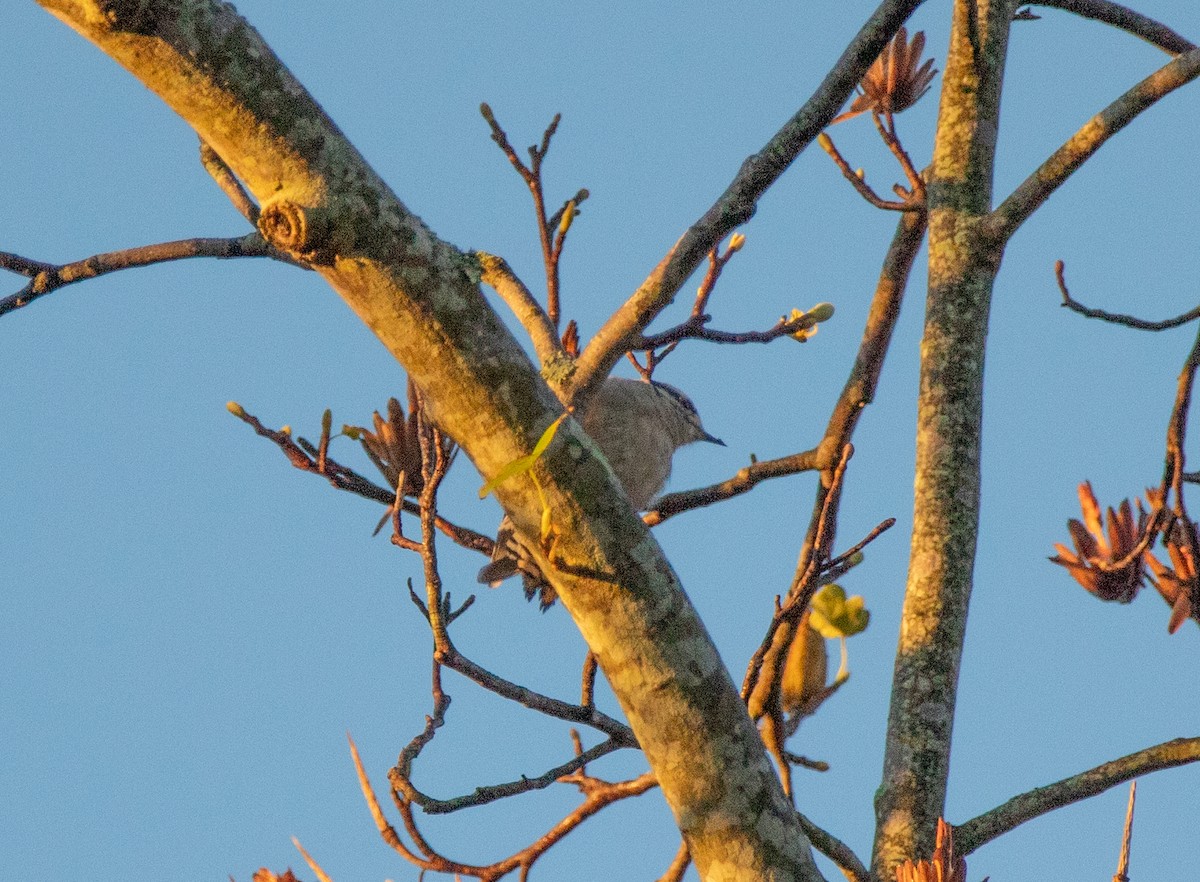 Downy Woodpecker - ML643896694