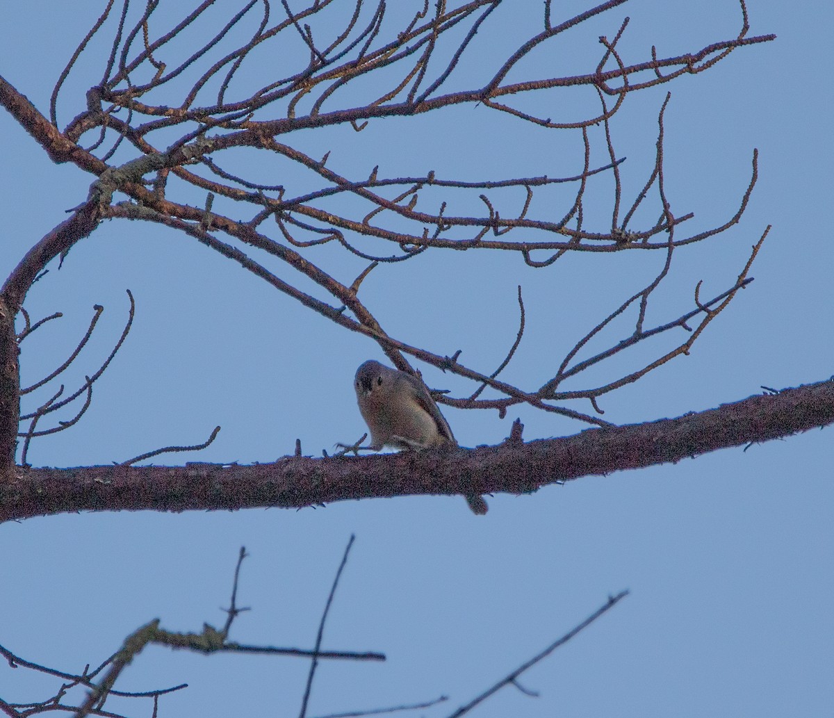 Tufted Titmouse - ML643896698