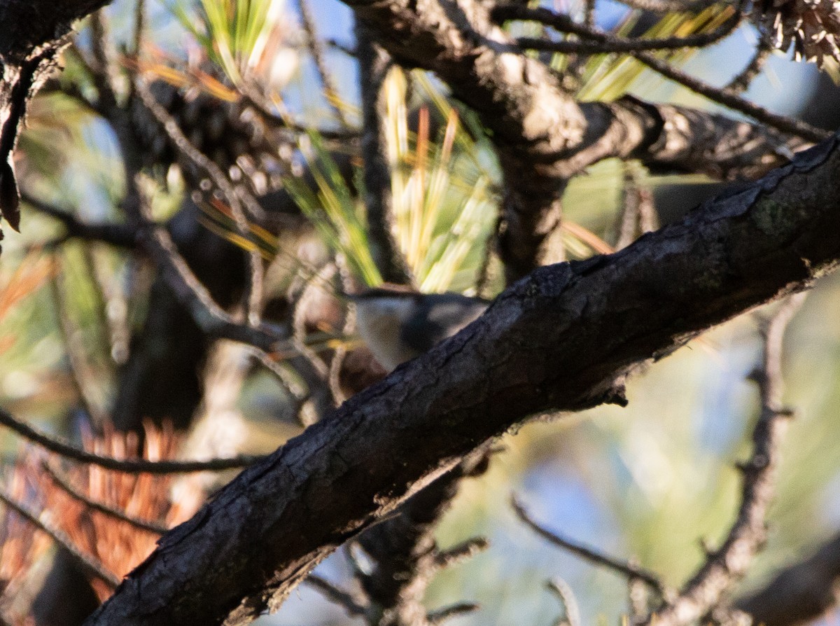 Brown-headed Nuthatch - ML643896700