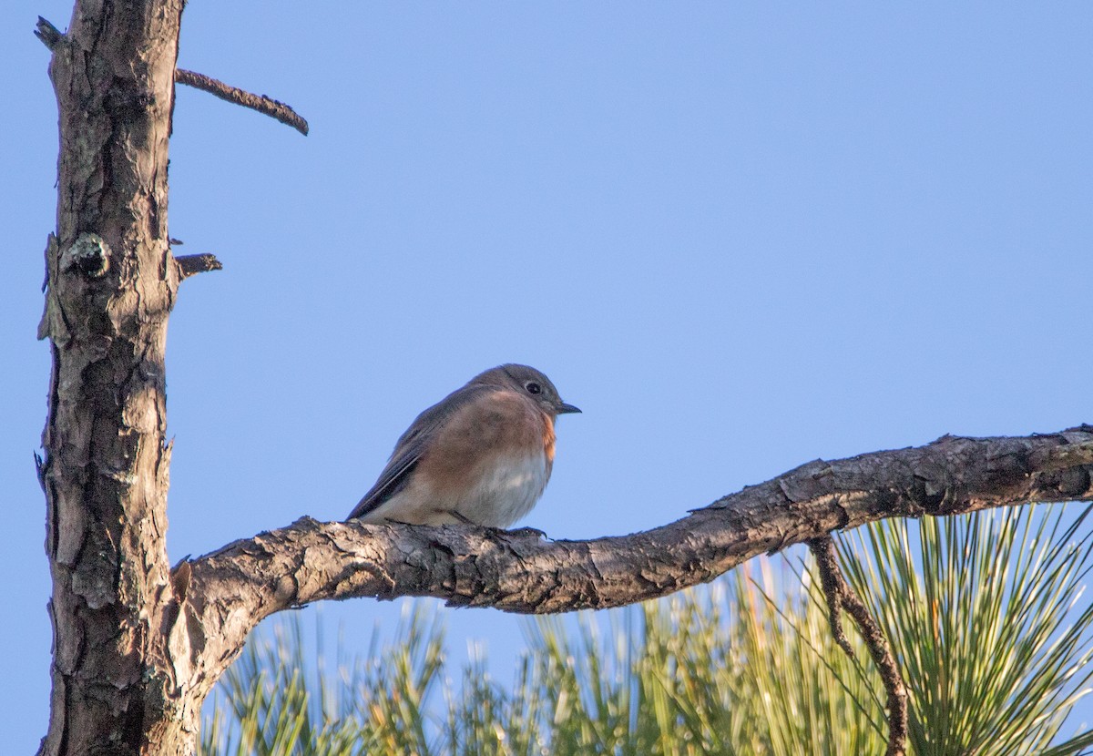 Eastern Bluebird - ML643896704