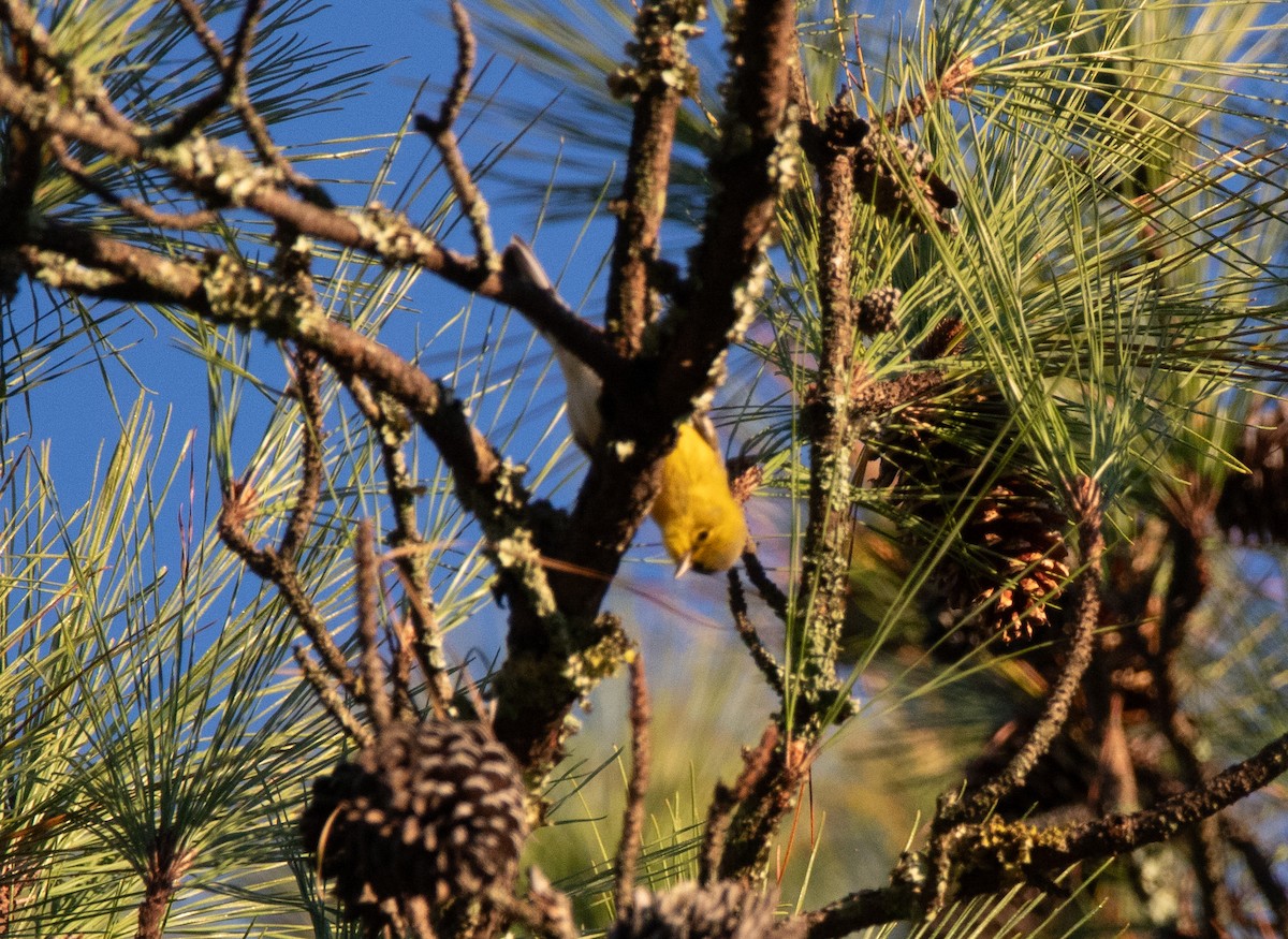 Pine Warbler - ML643896709