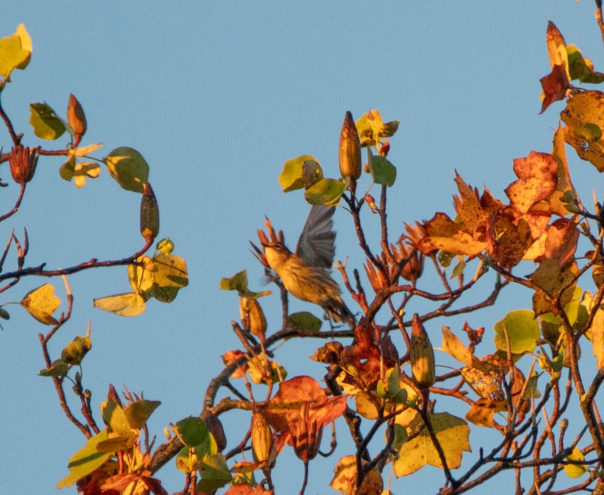 Yellow-rumped Warbler - ML643896712