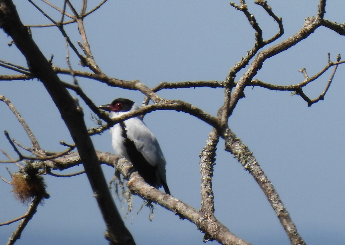 Black-tailed Tityra - ML643896783