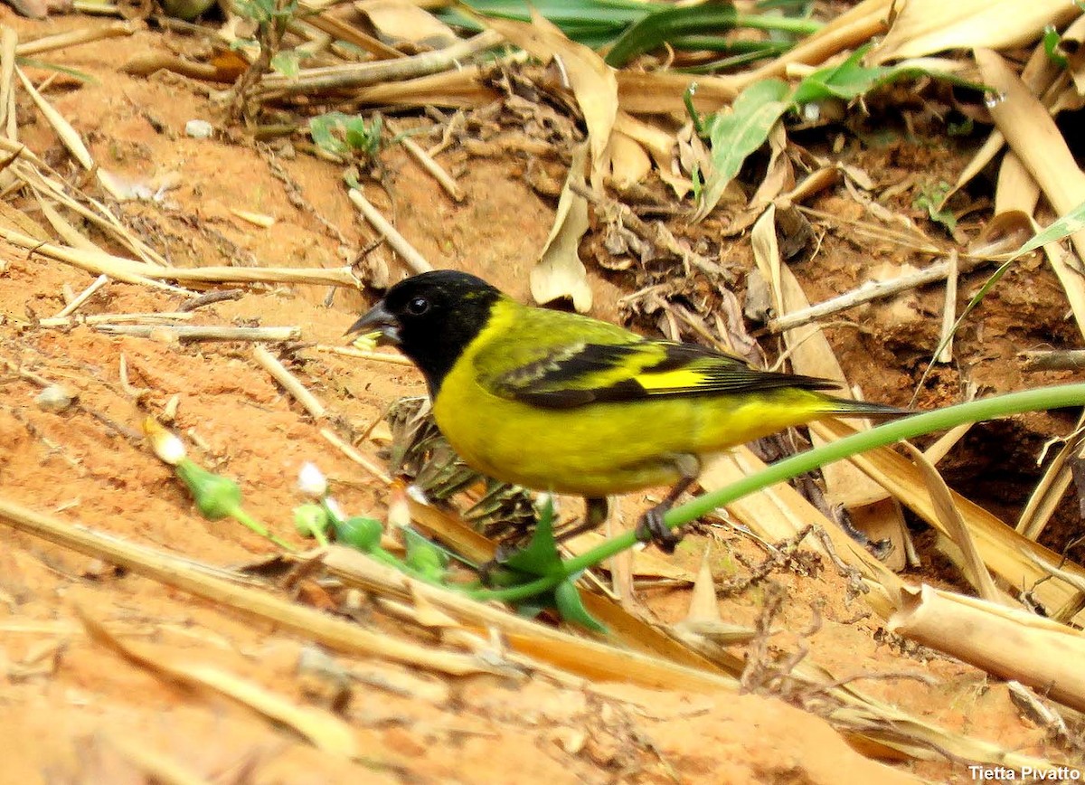 Hooded Siskin - ML643896785