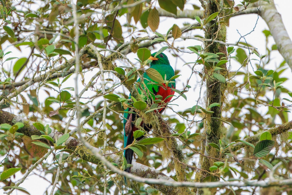 Quetzal doré - ML643896797