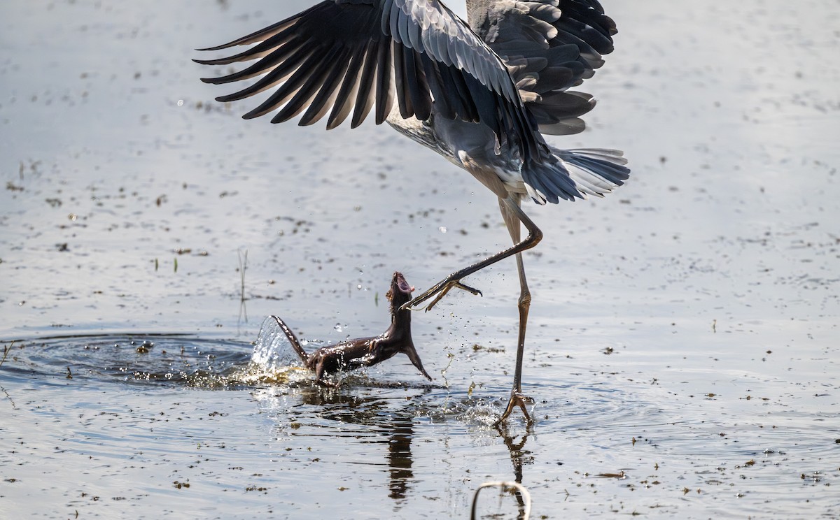 volavka velká - ML643896801