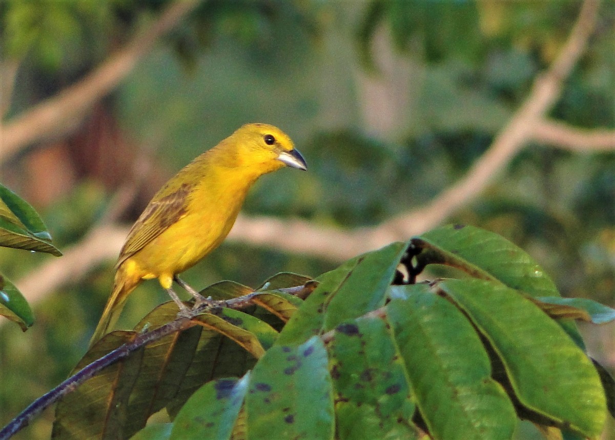 Hepatic Tanager - Carlos Otávio Gussoni