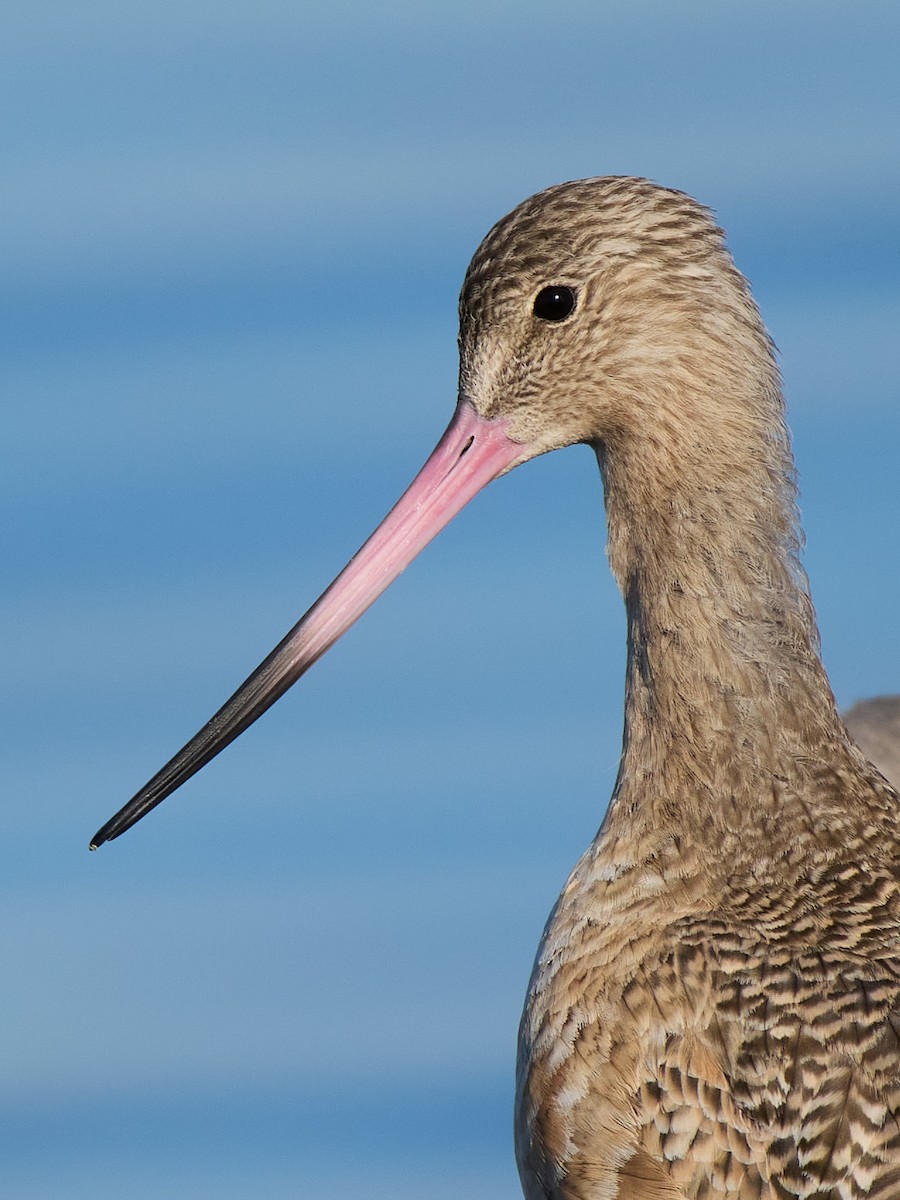 Marbled Godwit - ML643896812