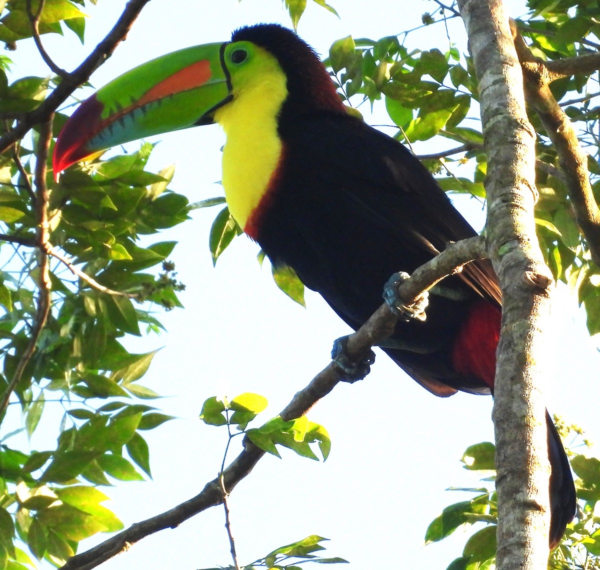 Keel-billed Toucan - ML643896841