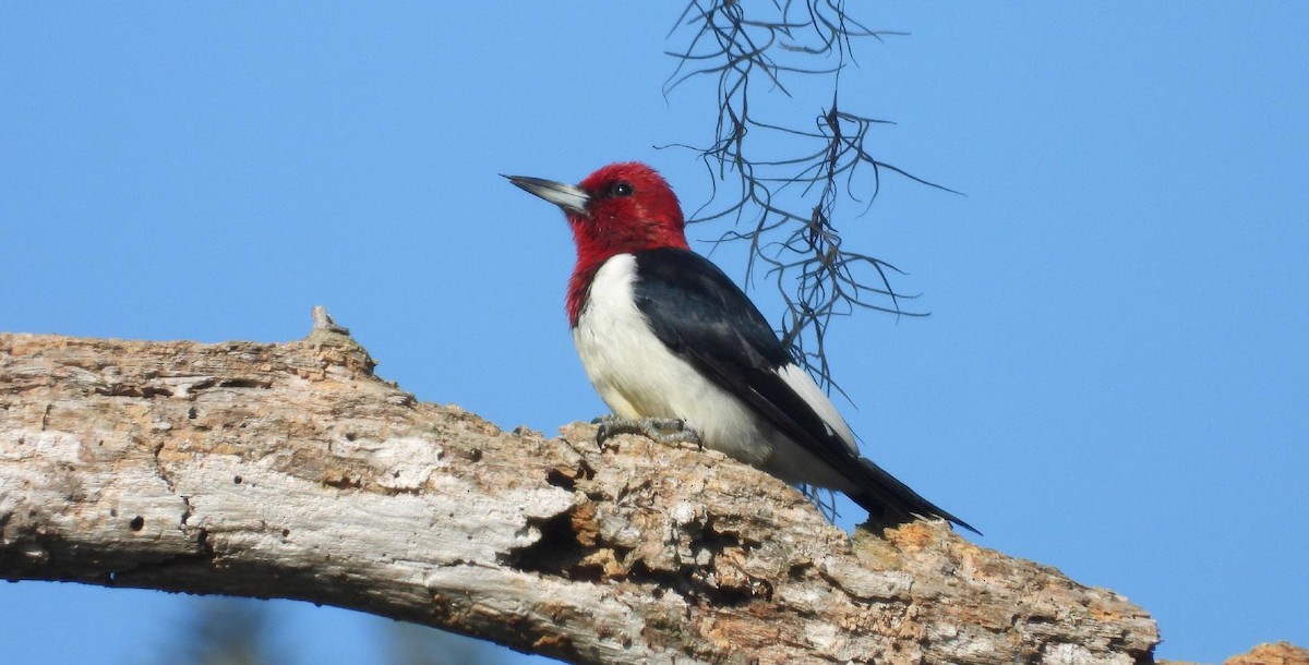 Red-headed Woodpecker - ML643896883