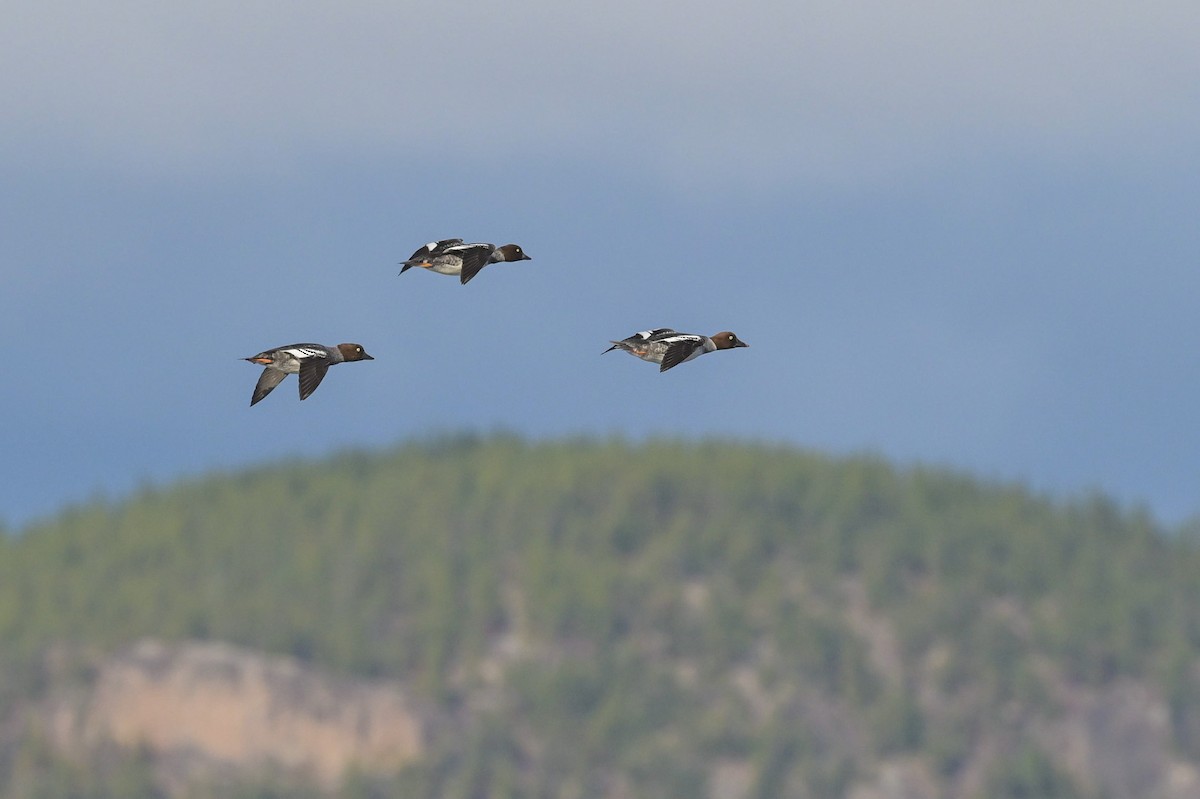 Common Goldeneye - ML643896887