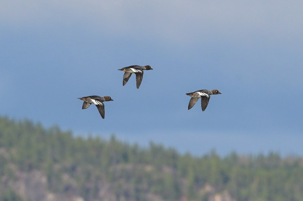 Common Goldeneye - ML643896890