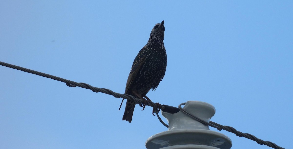 European Starling - ML643896897