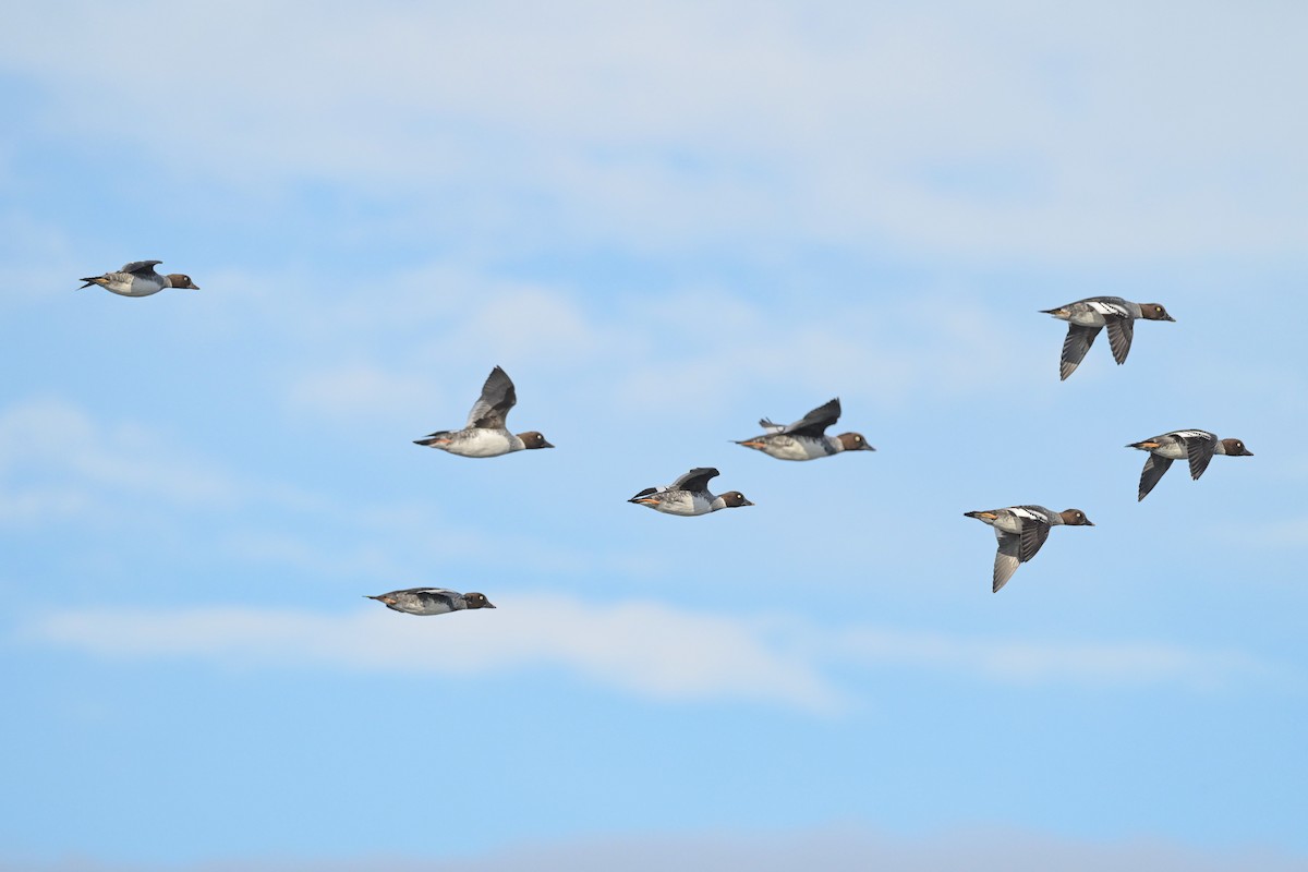 Common Goldeneye - ML643896898