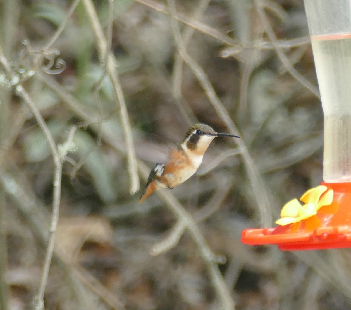 Colibrí de Mulsant - ML643896899