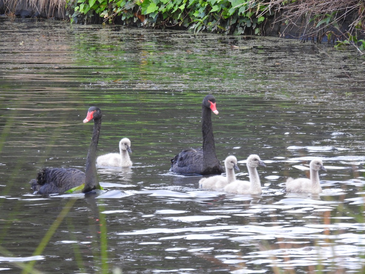 Cygne noir - ML643896900