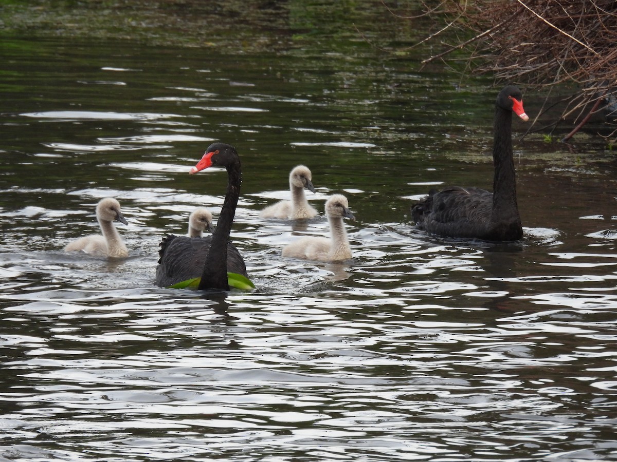 Cygne noir - ML643896901