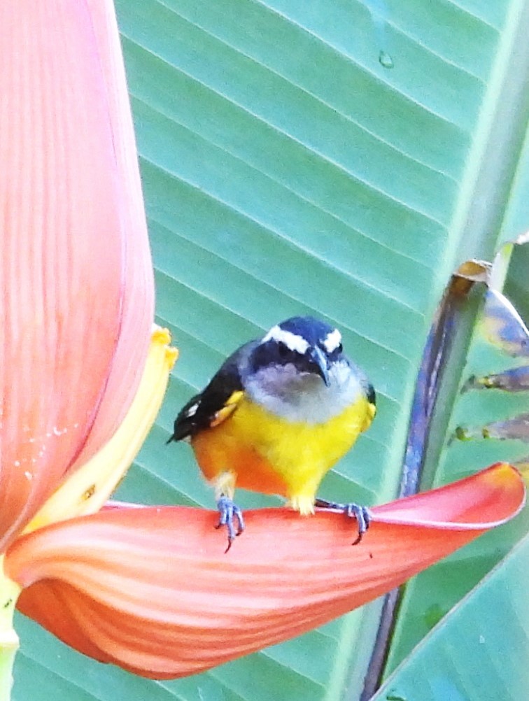 Bananaquit - ML643896902