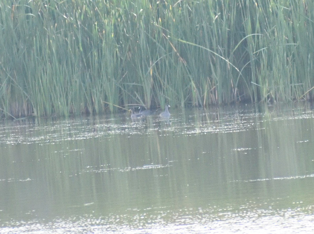 American Coot (Red-shielded) - ML643896904
