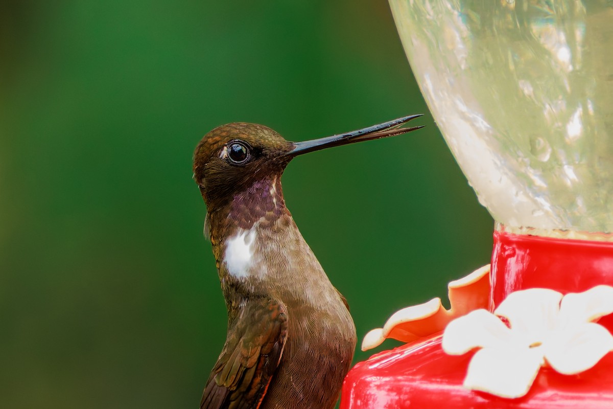 Brown Inca - ML643896923