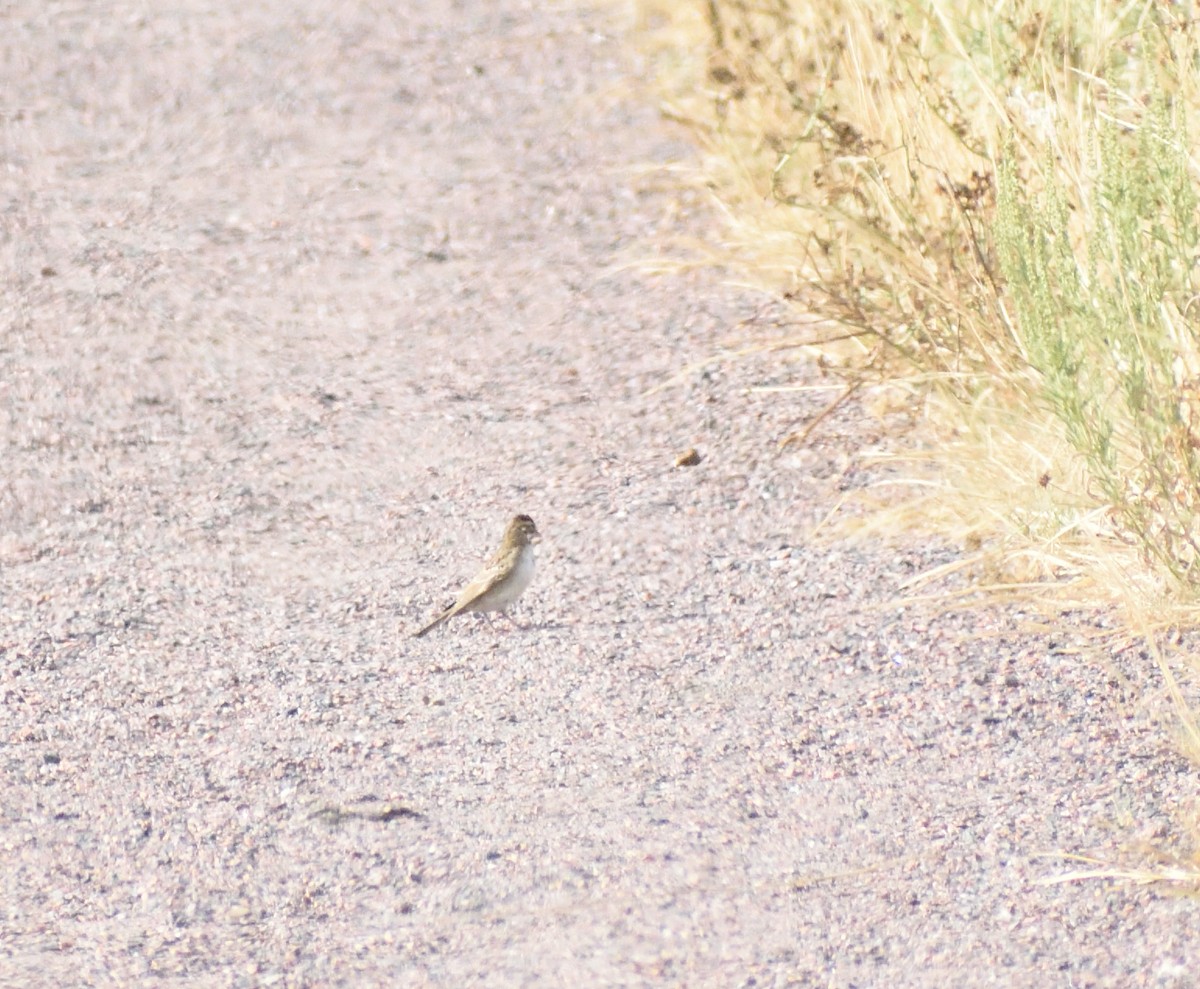 Lark Sparrow - ML643896933