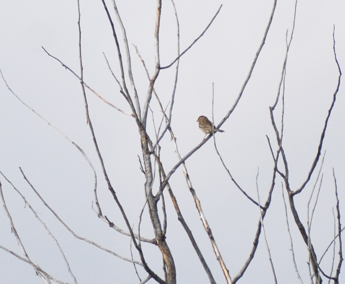 Brewer's Sparrow - ML643896937