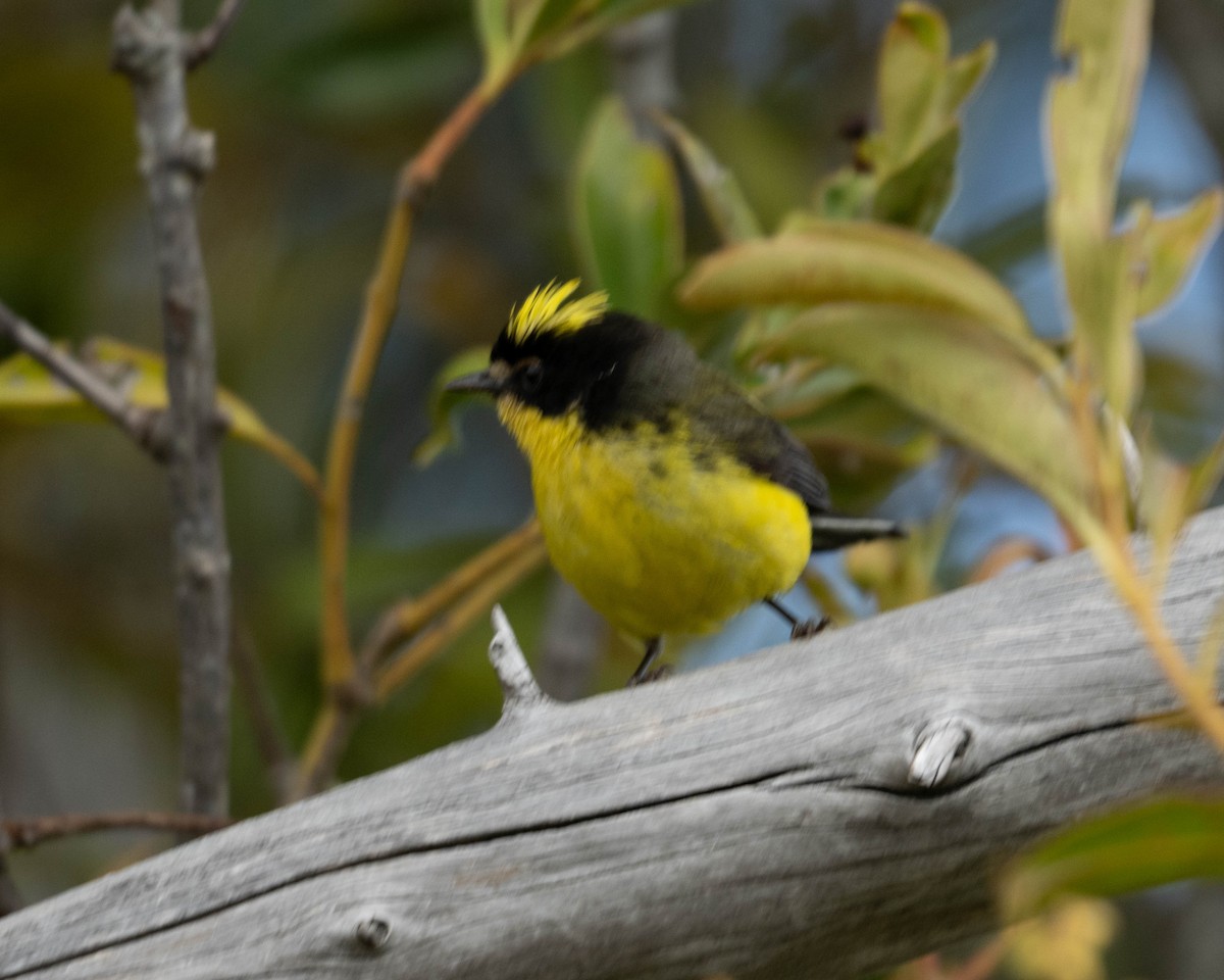 Yellow-crowned Redstart - ML643896952