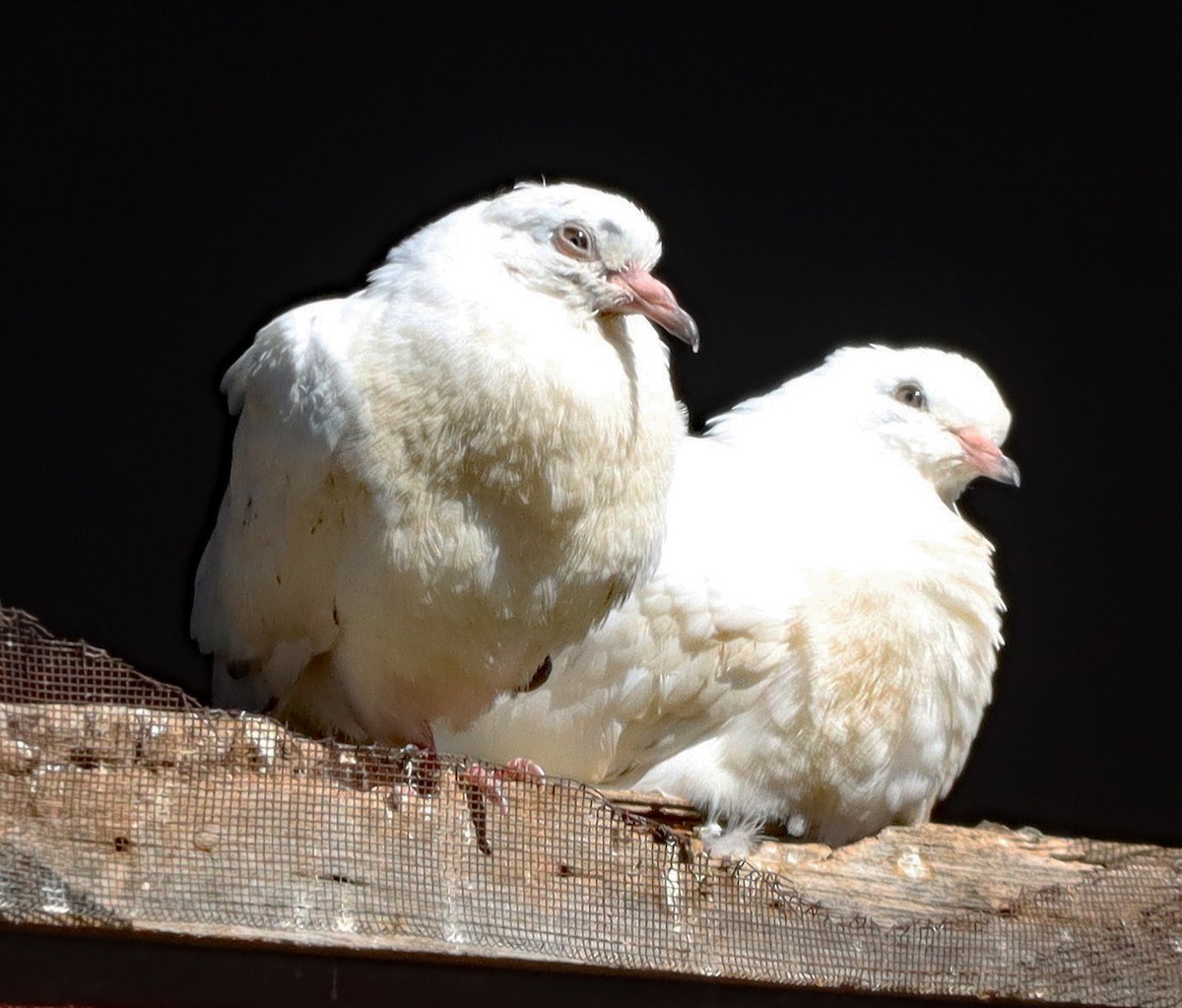 Rock Pigeon (Feral Pigeon) - ML643896954
