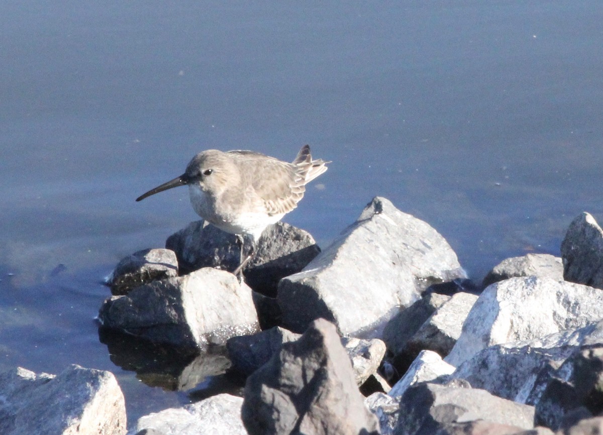 Dunlin - ML643896968