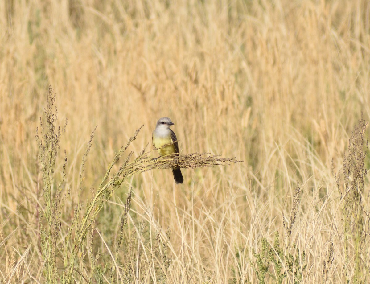 Western Kingbird - ML643896969