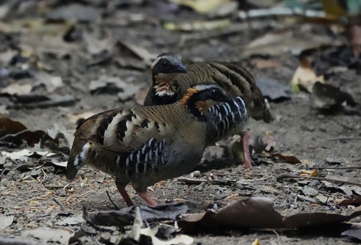 Orange-necked Partridge - ML643896973
