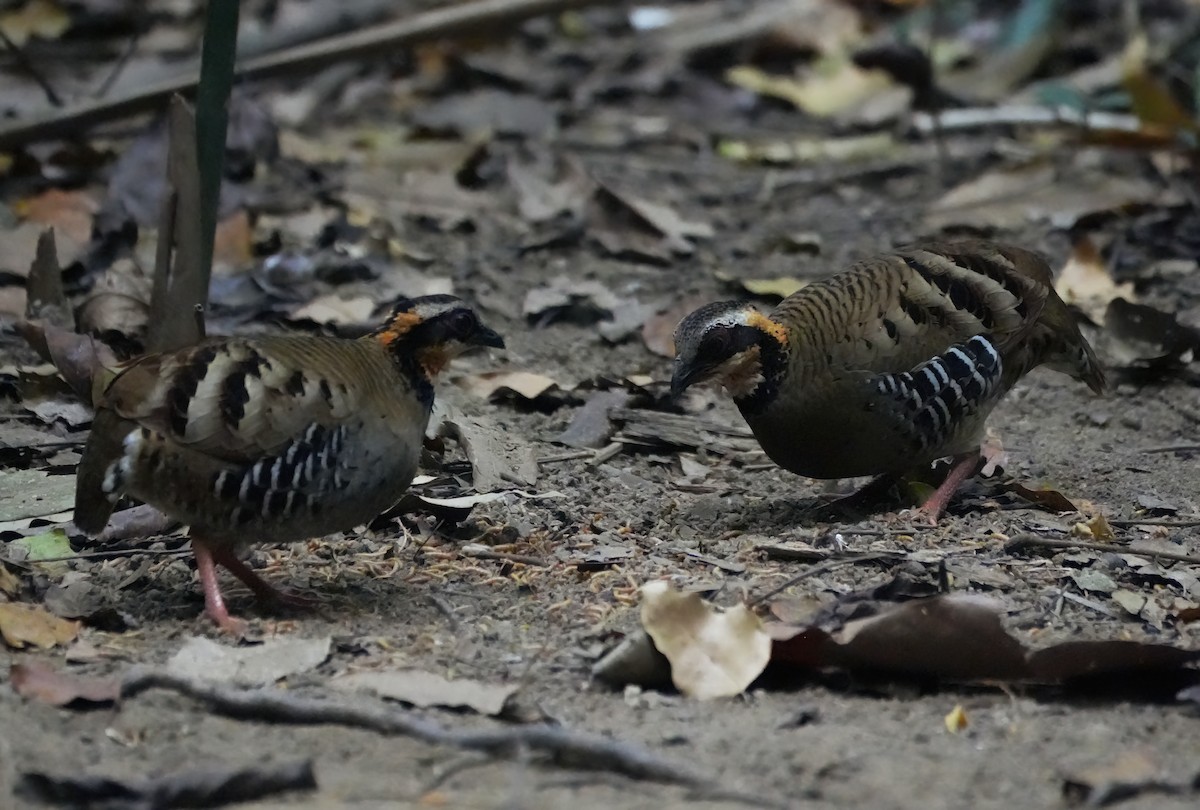 Orange-necked Partridge - ML643896974