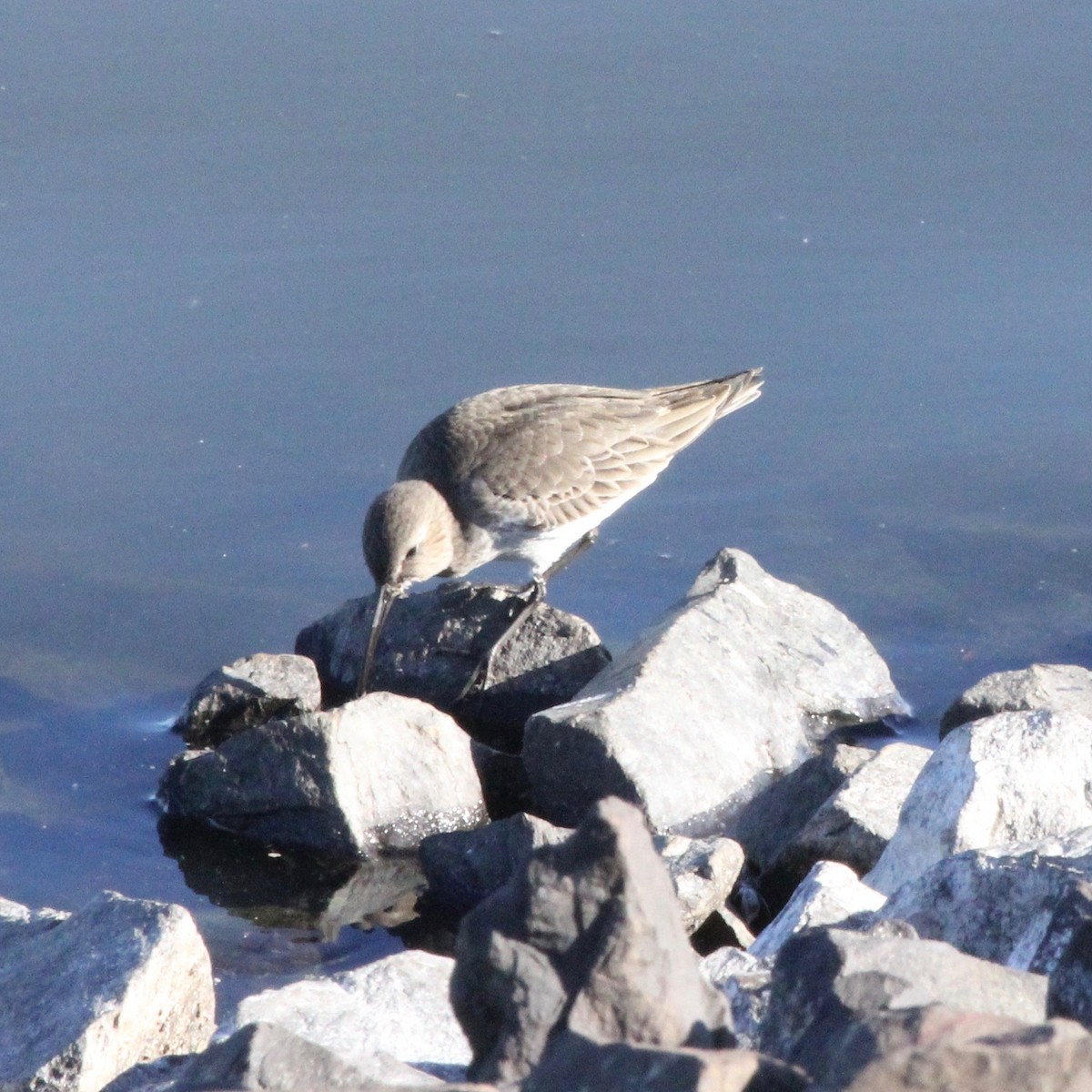 Dunlin - ML643896979