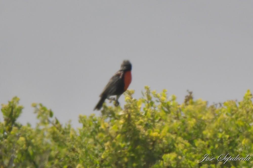 Peruvian Meadowlark - ML643896990