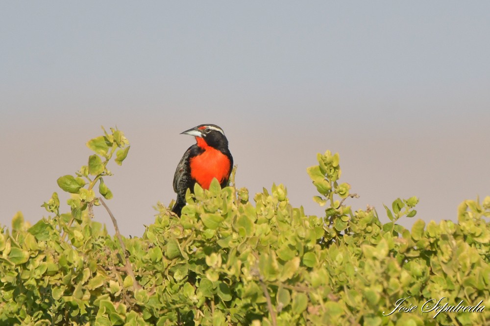 Peruvian Meadowlark - ML643896991