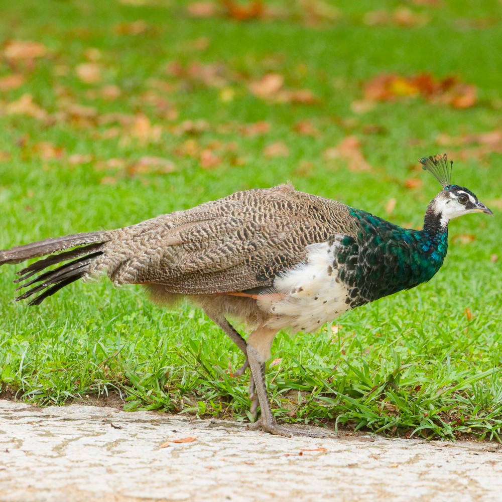 インドクジャク - ML643896992