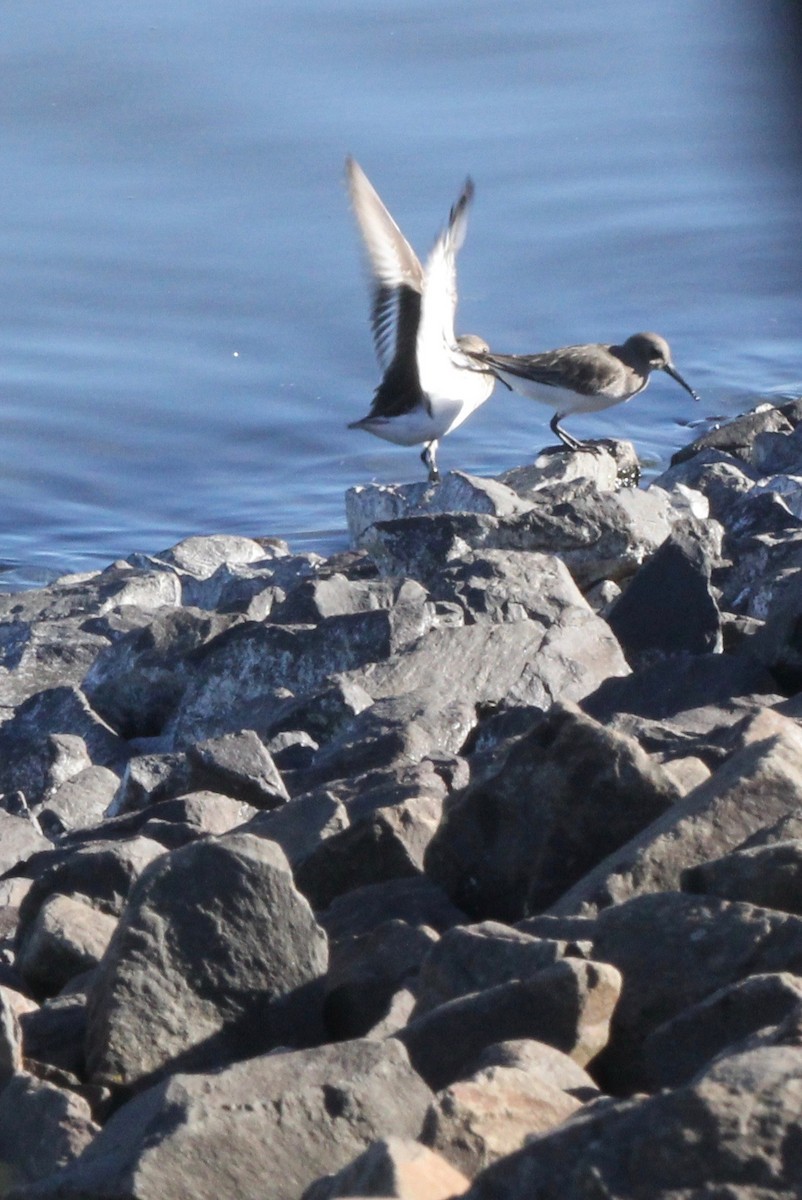 Dunlin - ML643896994