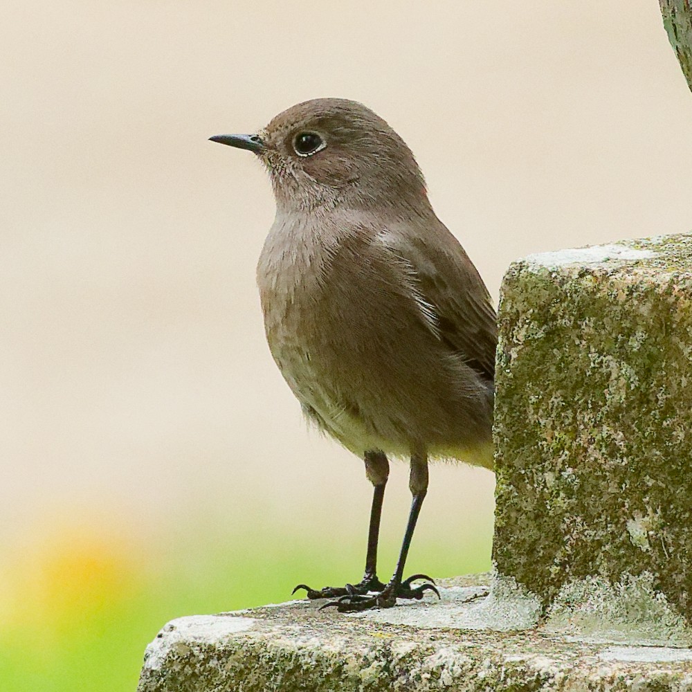 クロジョウビタキ - ML643897003