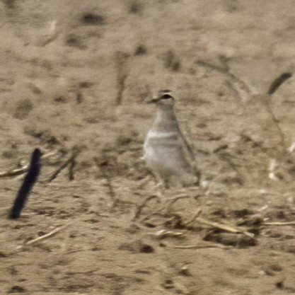Eurasian Dotterel - ML643897004