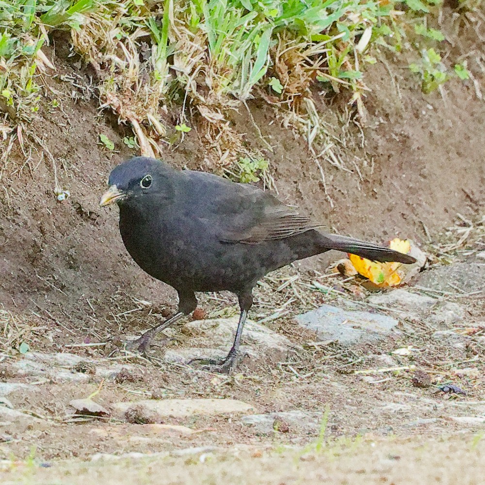 ニシクロウタドリ - ML643897005