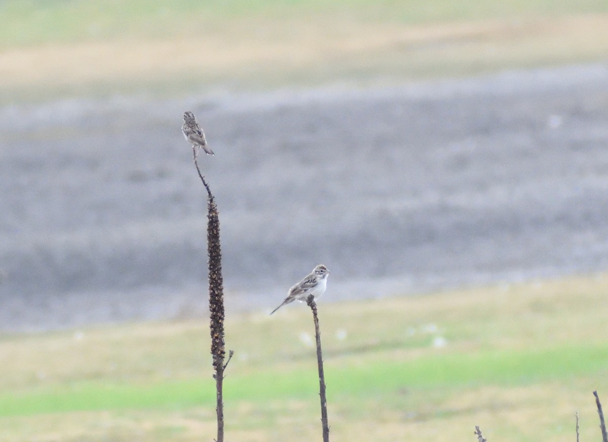 Lark Sparrow - ML643897009