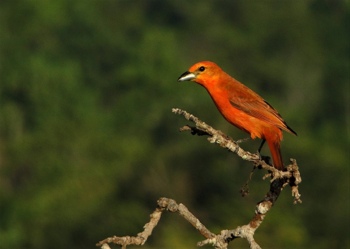 Hepatic Tanager - Carlos Otávio Gussoni