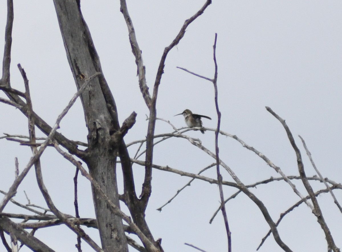 Broad-tailed Hummingbird - ML643897019