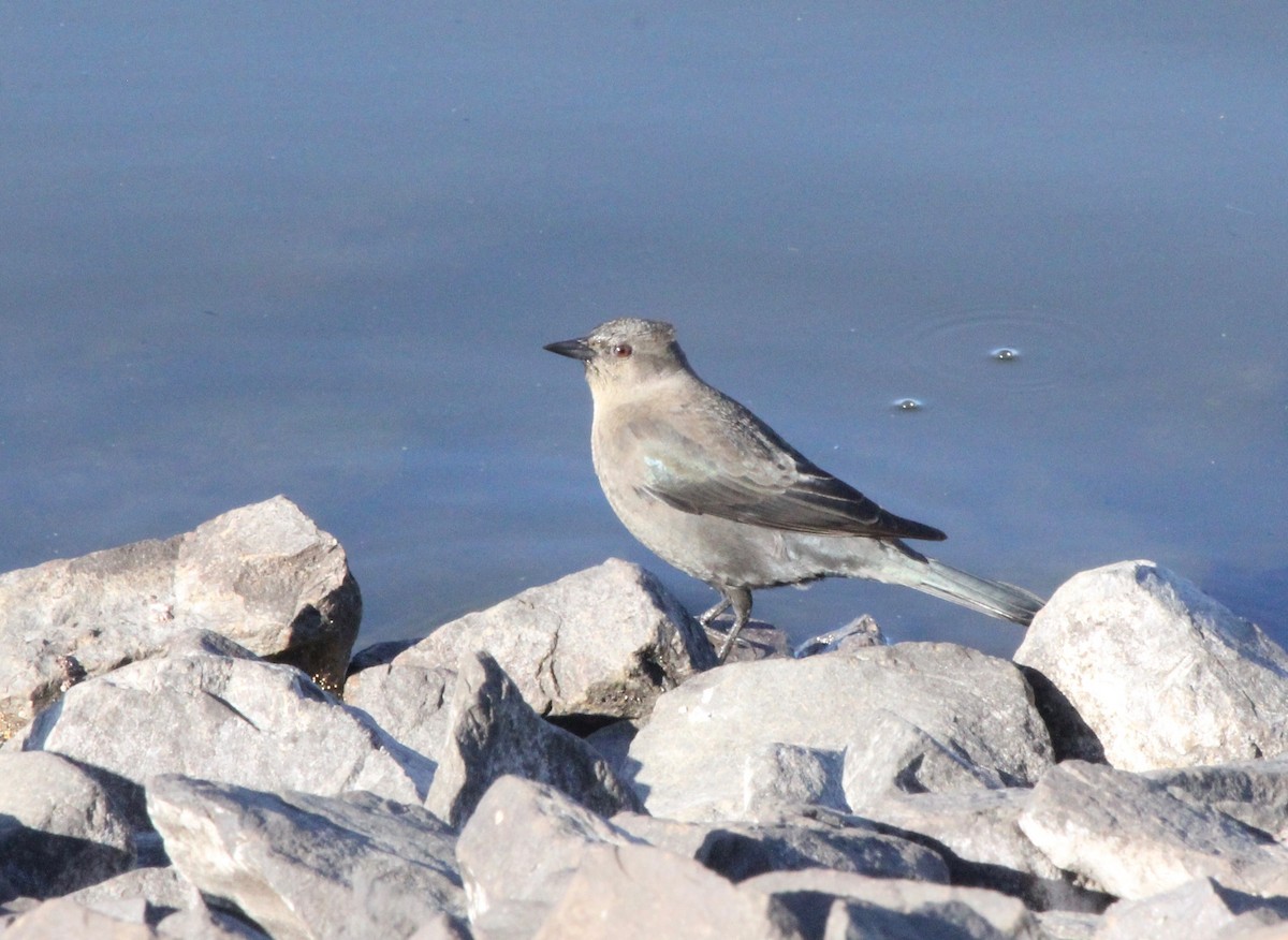 Brewer's Blackbird - ML643897022